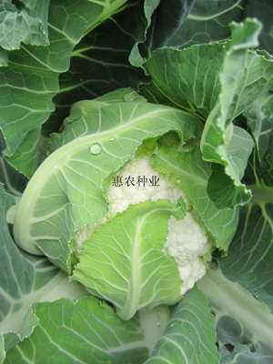 娇子75天