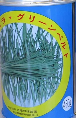 绿带韭菜